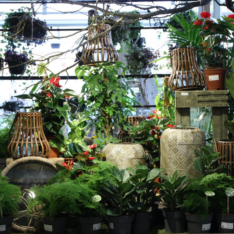 Indoor Gardening for Beginnners 21st June 2025 10AM