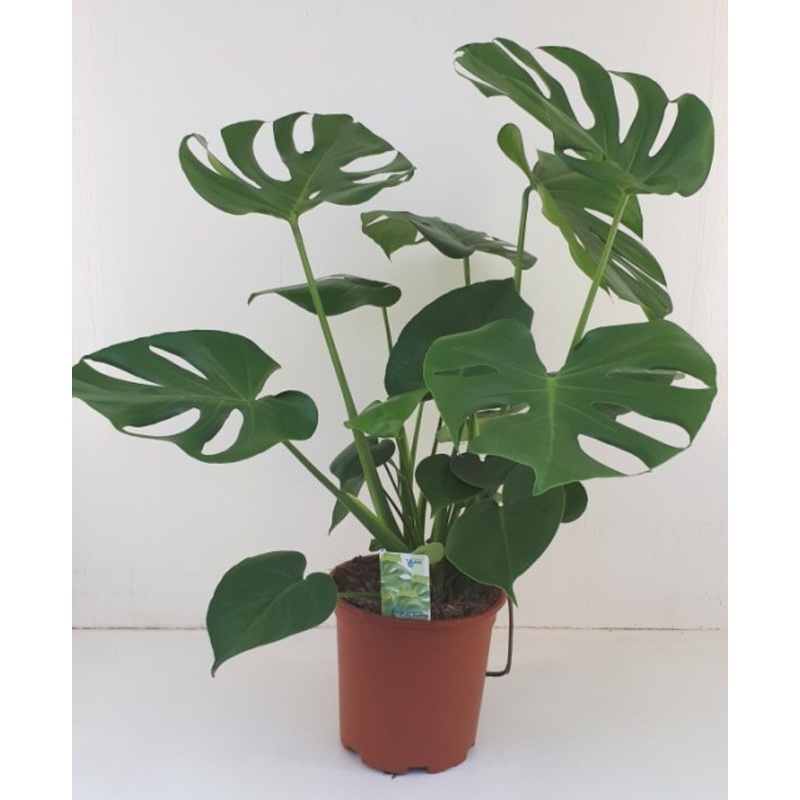 Monstera delicosa  P19