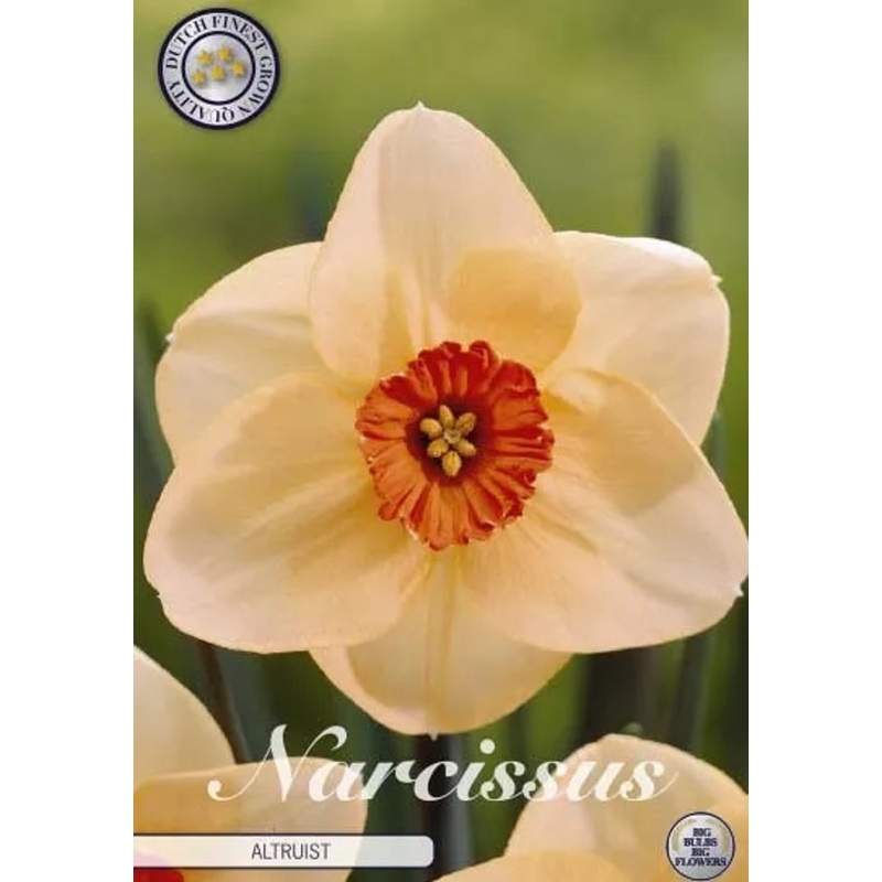 Narcissus Altruist  5 pack