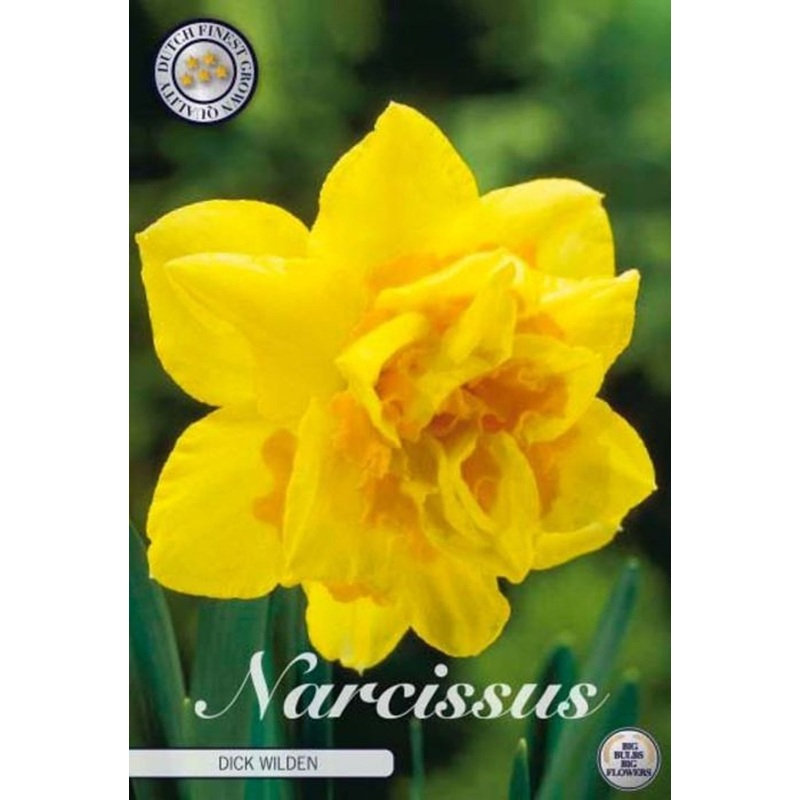 Narcissus Dick Wilden  5 pack