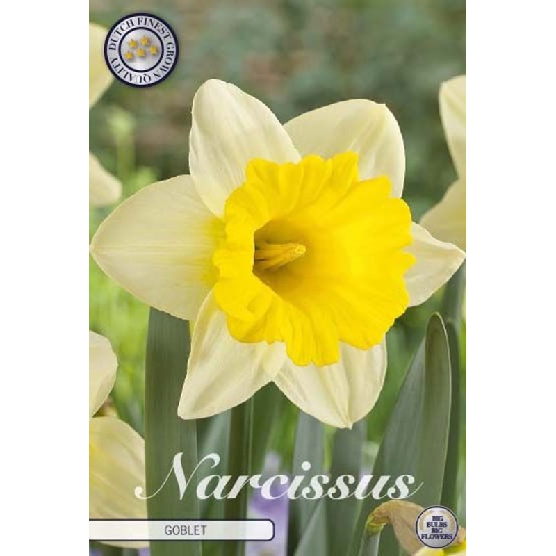 Narcissus Goblet  5 pack