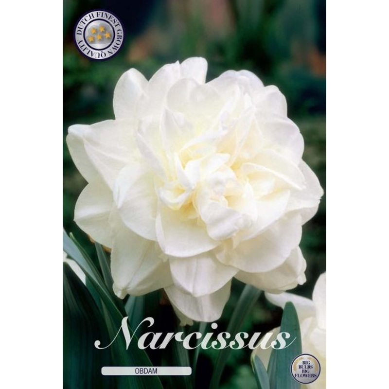 Narcissus Obdam  5-pack