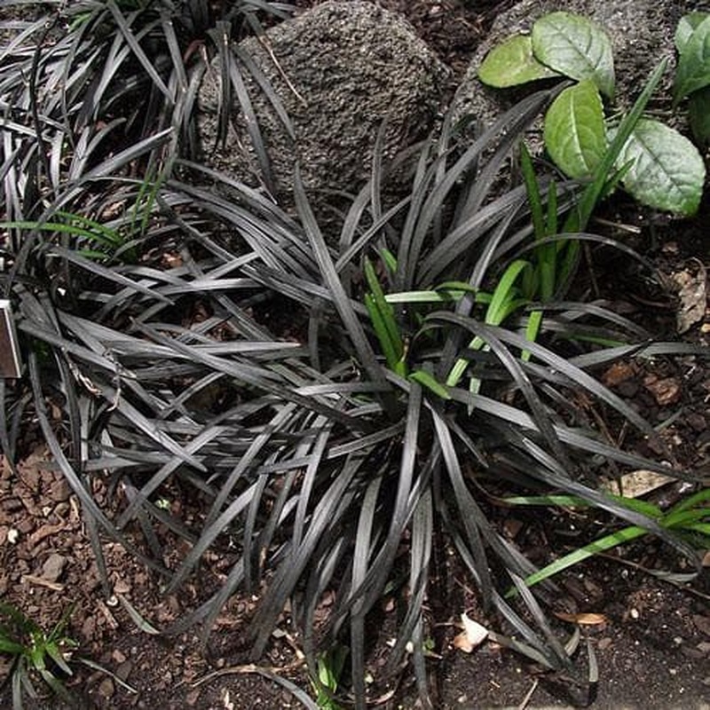 OPHIOPOGON Nigrescens