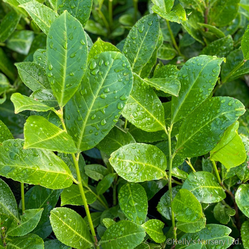 Prunus l. Rotundifolia