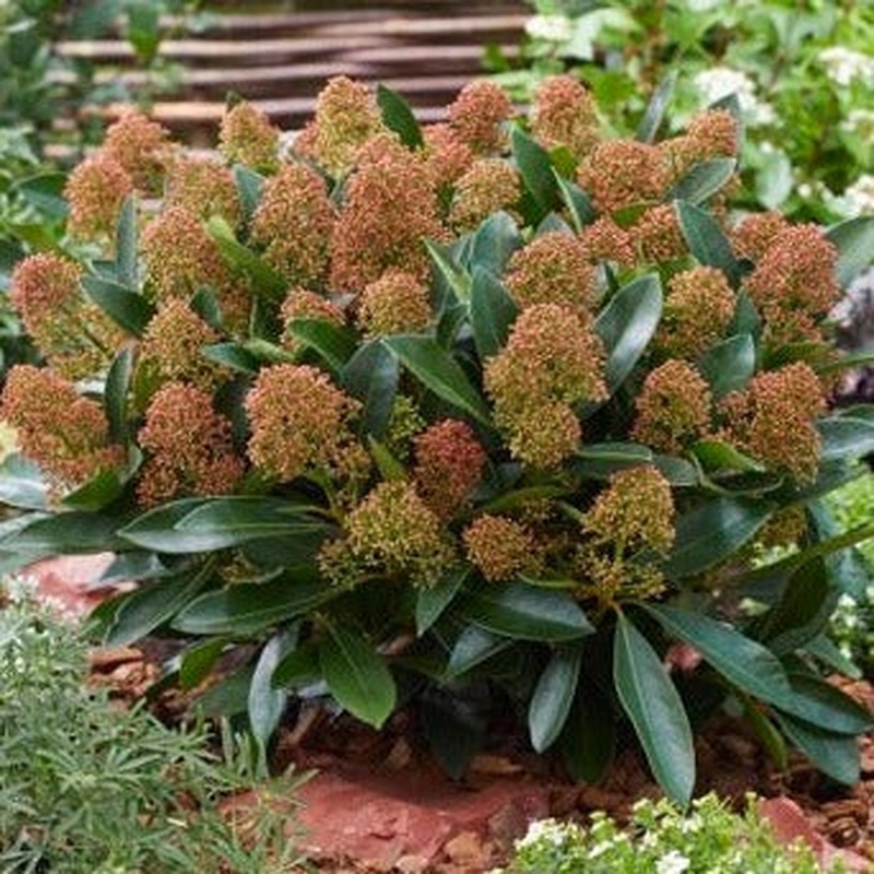 Skimmia jap. Miracle