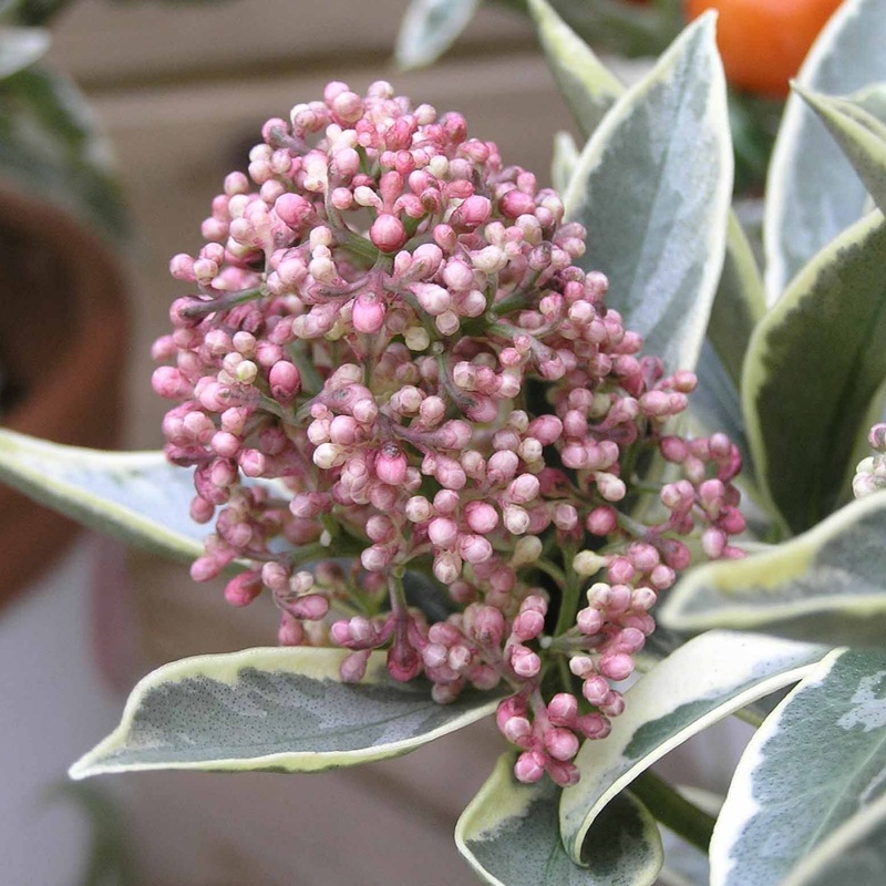 Skimmia jap. Mystic Marlot / P13