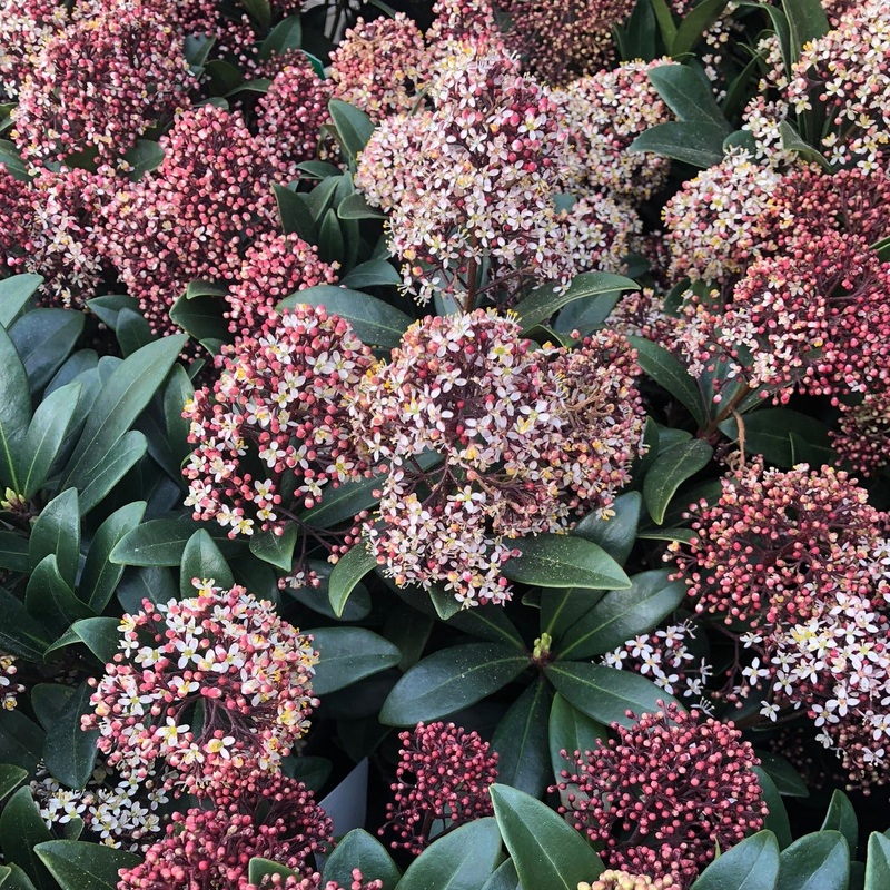 Skimmia jap. Rubella  C1.5  15-20 flwr.