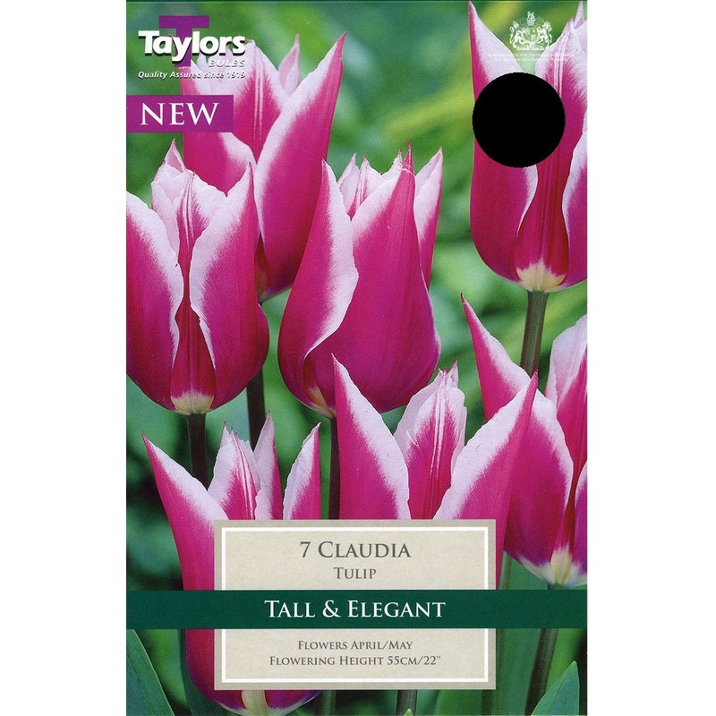 TULIP CLAUDIA 7