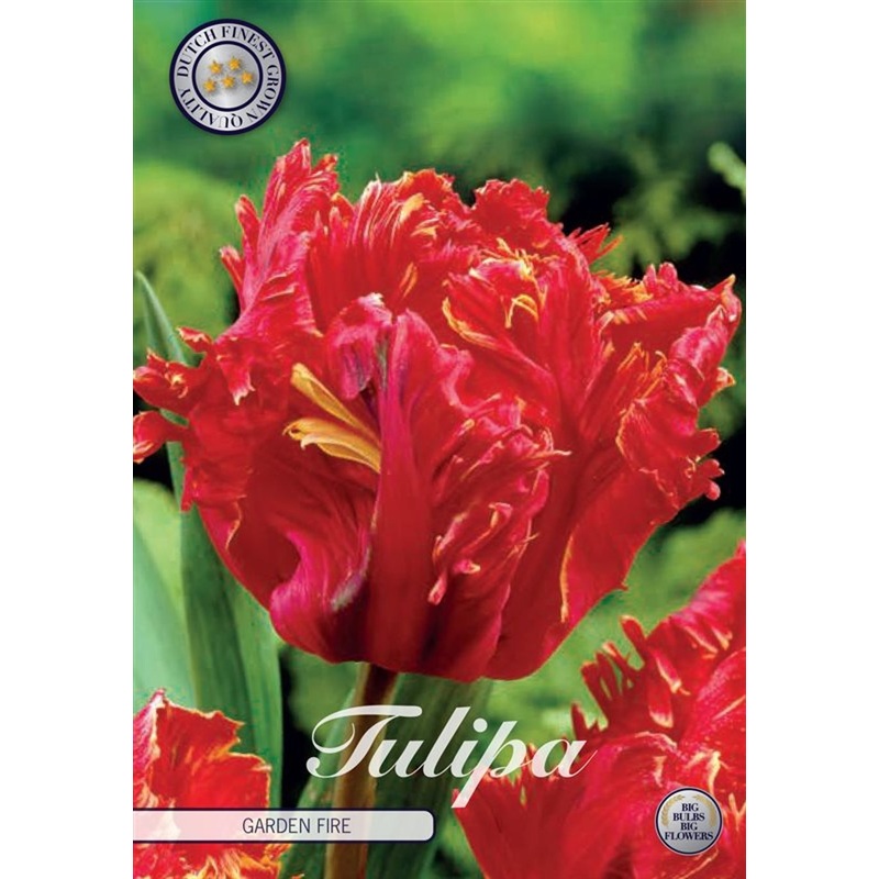 Tulip Garden Fire