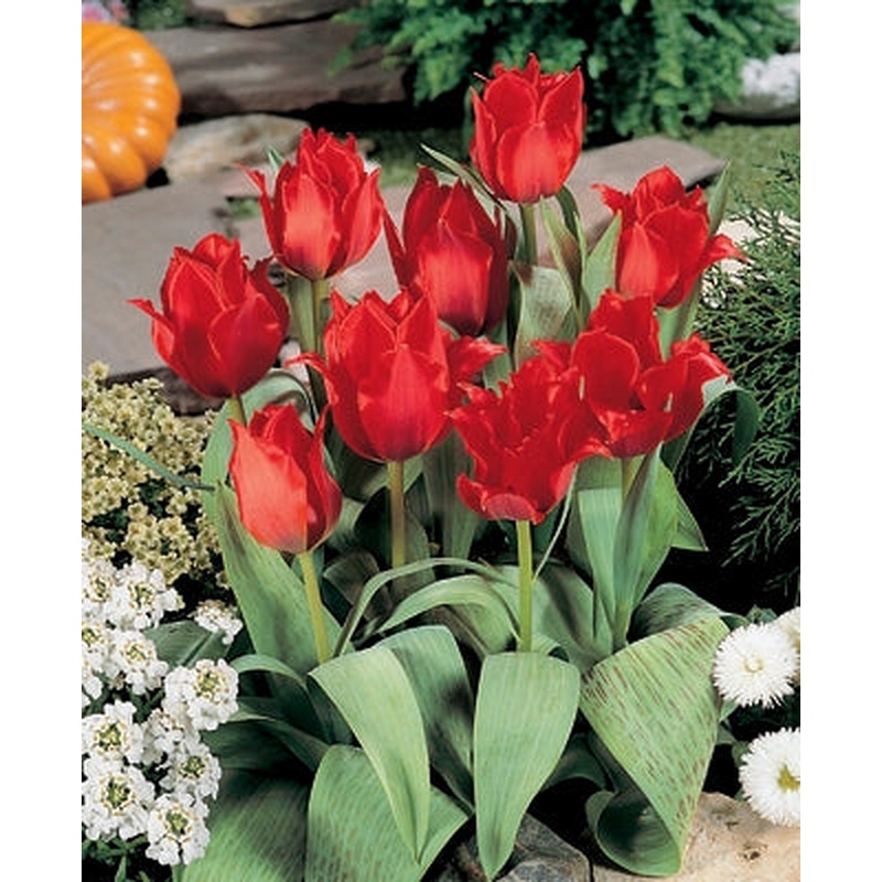 TULIP RED IMPRESSION 10 TRAY