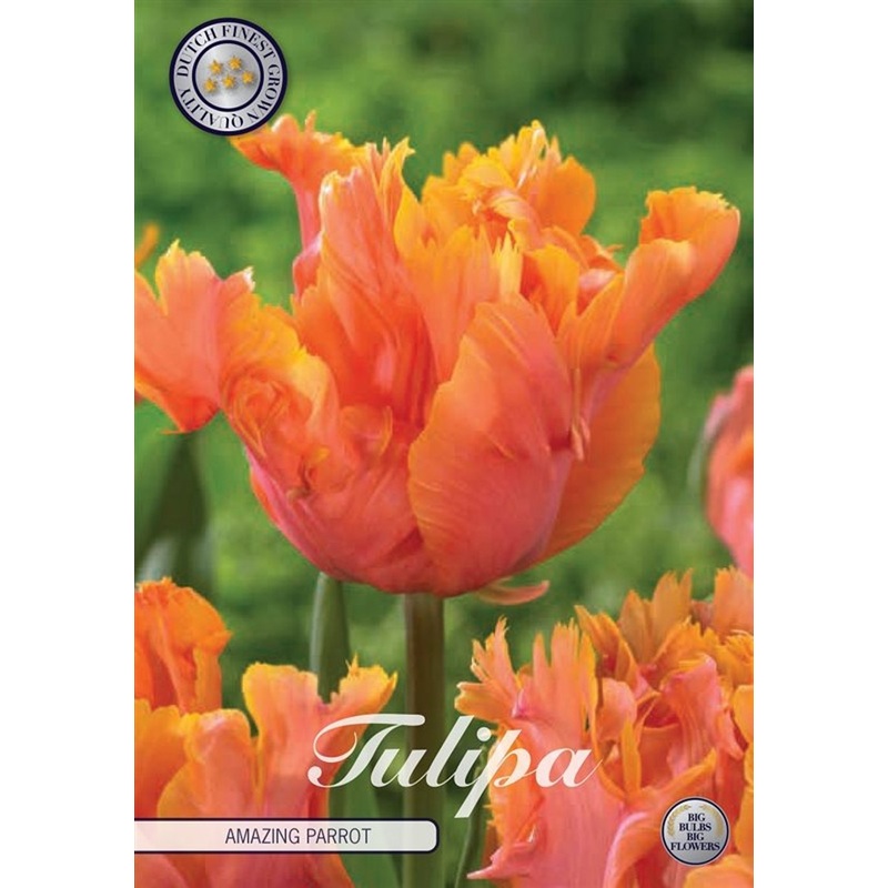 Tulipa Amazing Parrot  7 pack