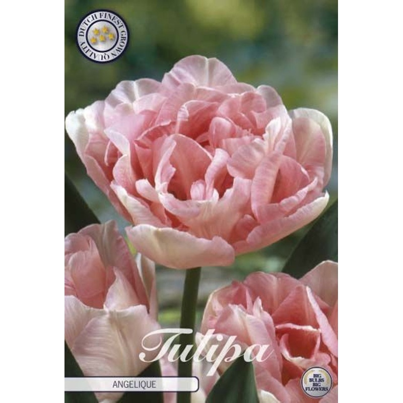 Tulipa Angelique  7-pack