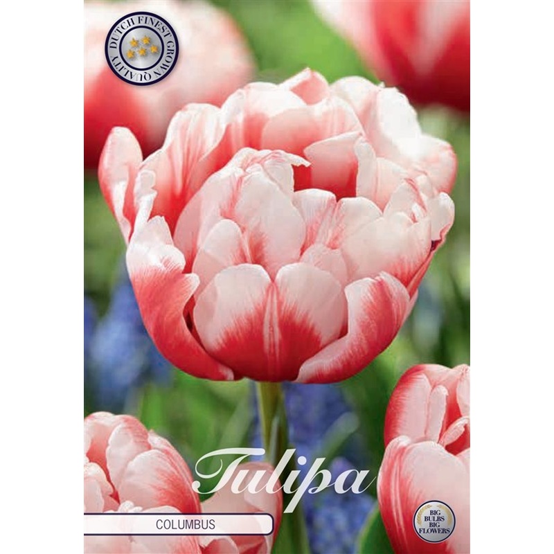 Tulipa Columbus  7 pack
