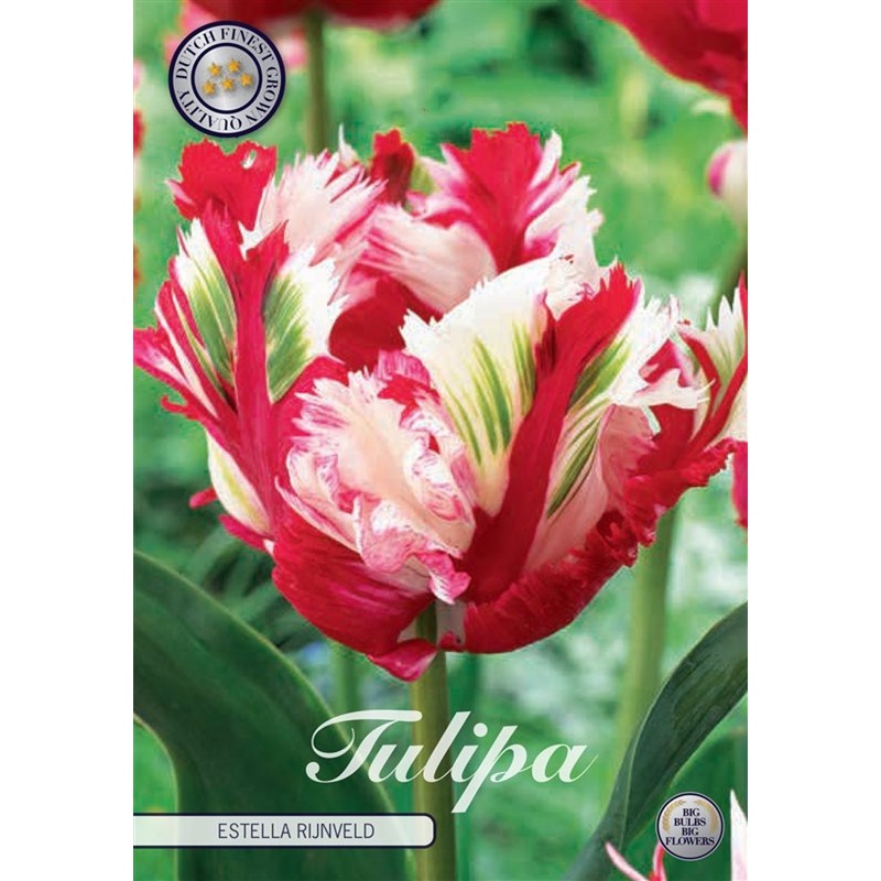 Tulipa Estella Rijnveld  7 pack