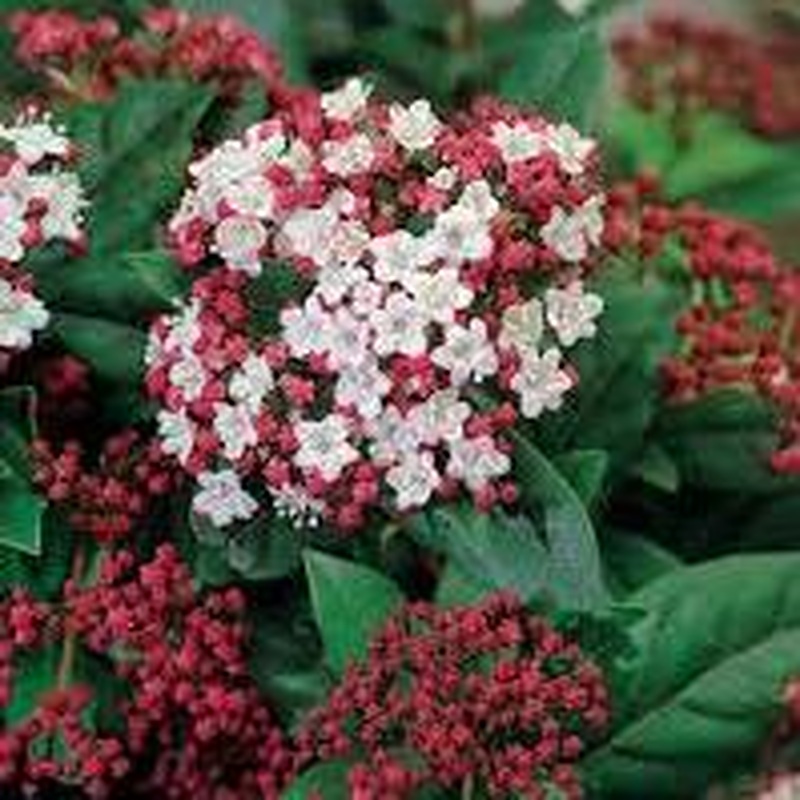 Viburnum Lisa Rose