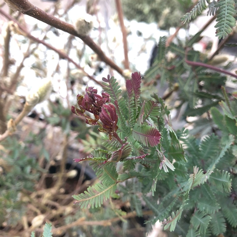 ACACIA baileyana  Purpurea   7.5L