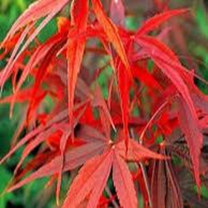 Acer palmatum  Red Pygmy  / 40-50 CM C4