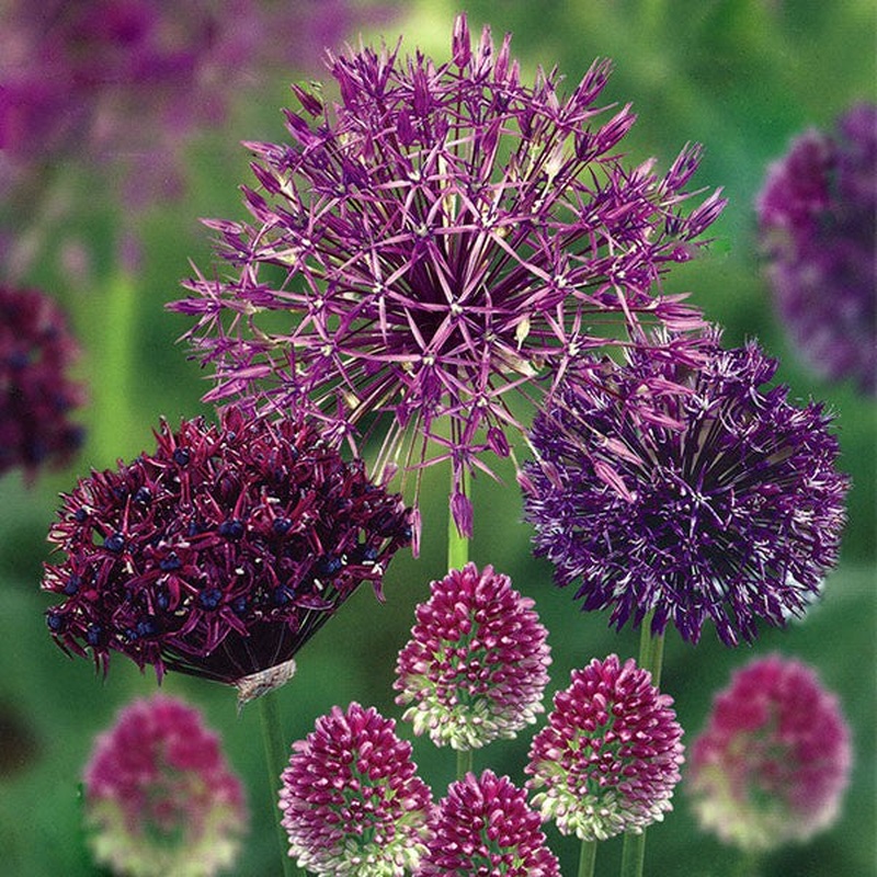 ALLIUM COLLECTION 50