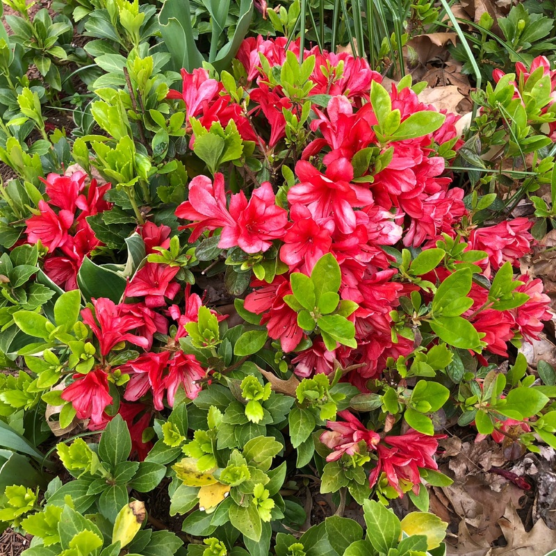 Azalea (J) Red  10 Ltr pot