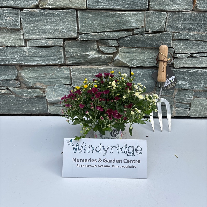 Chrysanthemum (GM)  Carnaval  / P12