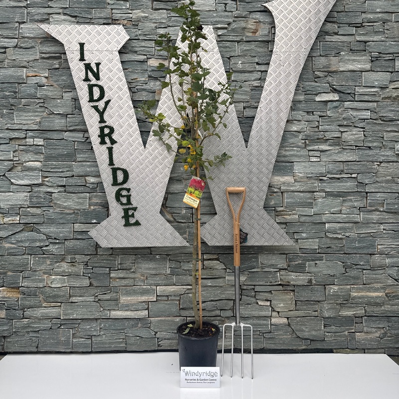 Crataegus Pauls Scarlet