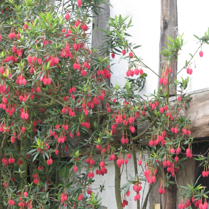Crinodendron Hookeranum