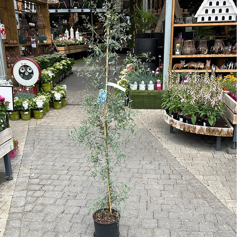 EUCALYPTUS G. FRANCE BLEUE