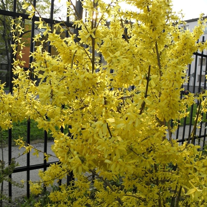 FORSYTHIA INT. SPECTABILIS