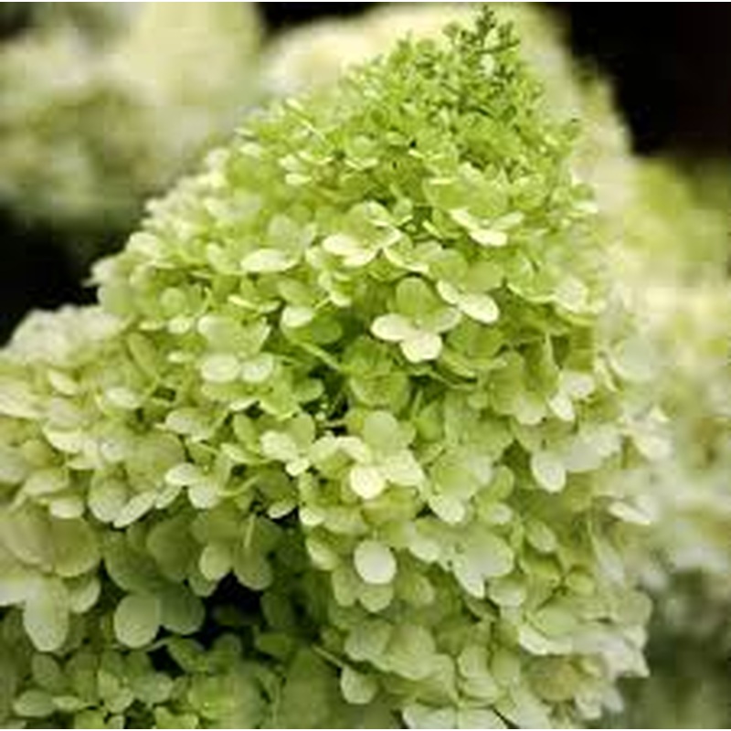 Hydrangea Limelight