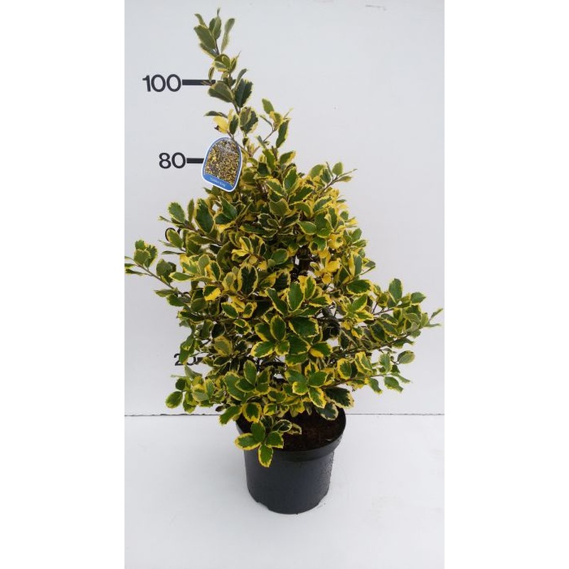 Ilex altaclerensis  Golden King  / 100-125 CM C12