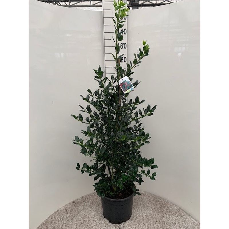 Ilex aquifolium  J.C. van Tol  / 100-125 CM C12