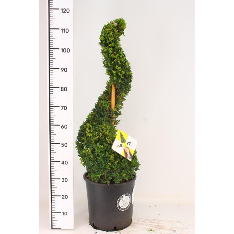 Ilex crenata  Dark Green  / 90-100 SPIRAL C18