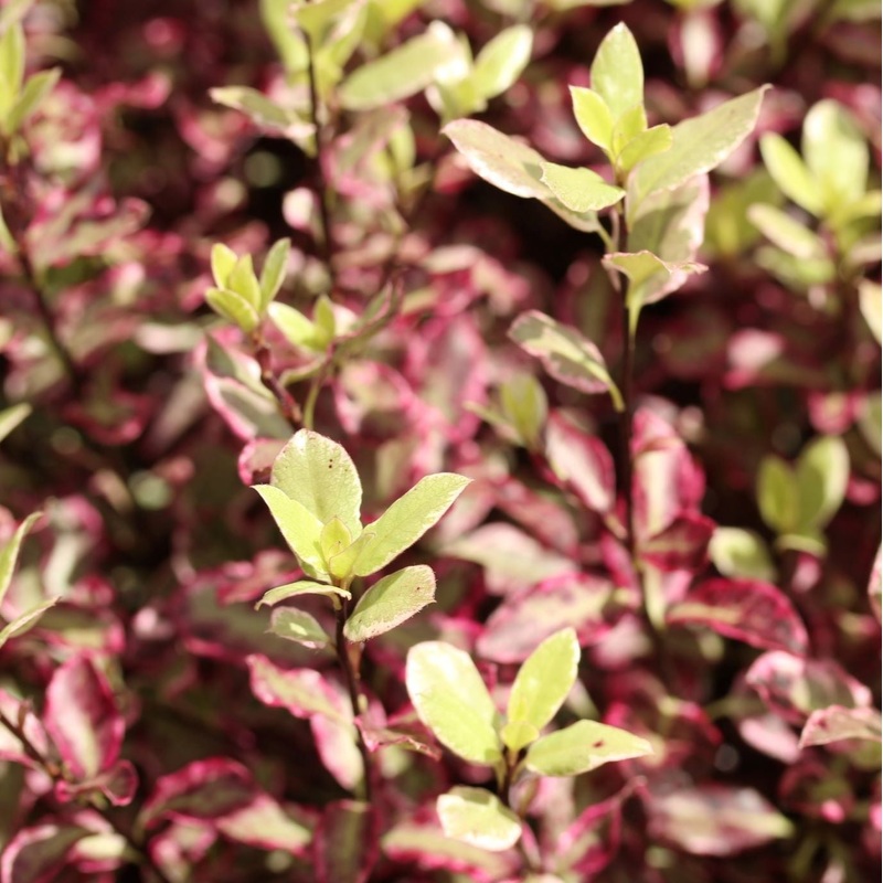 PITTOSPORUM T. BANNOW BAY 3Ltr