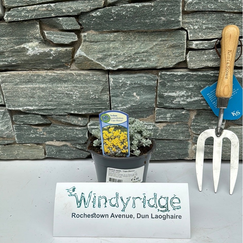 Sedum spath.  Cape Blanco  / P13