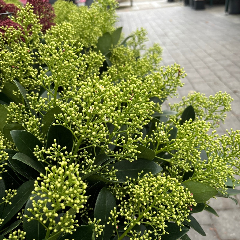 Skimmia jap.  Finchy  / 5 Ltr pot