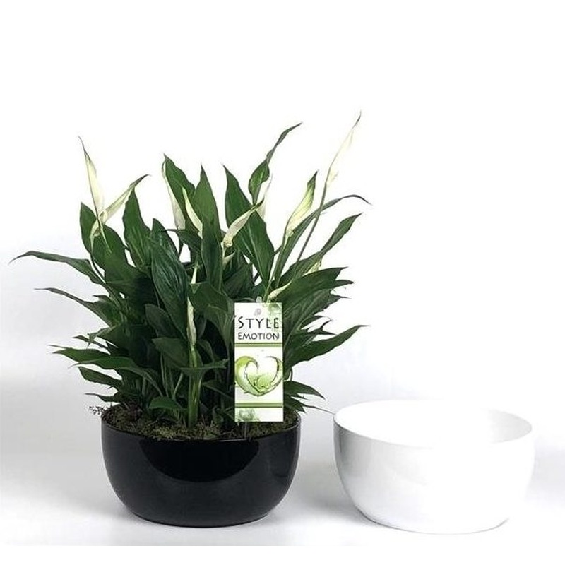 Spathiphyllum  Sweet Yess  / 20 cm ceramic pot