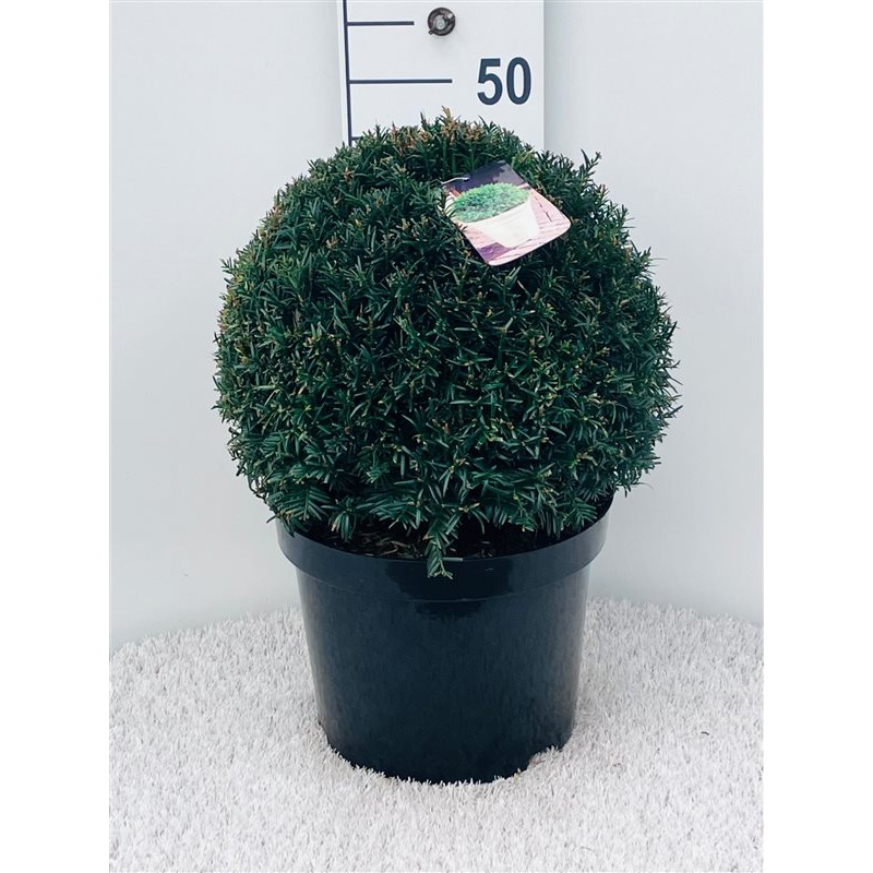Taxus baccata / 35 CM BALL D10