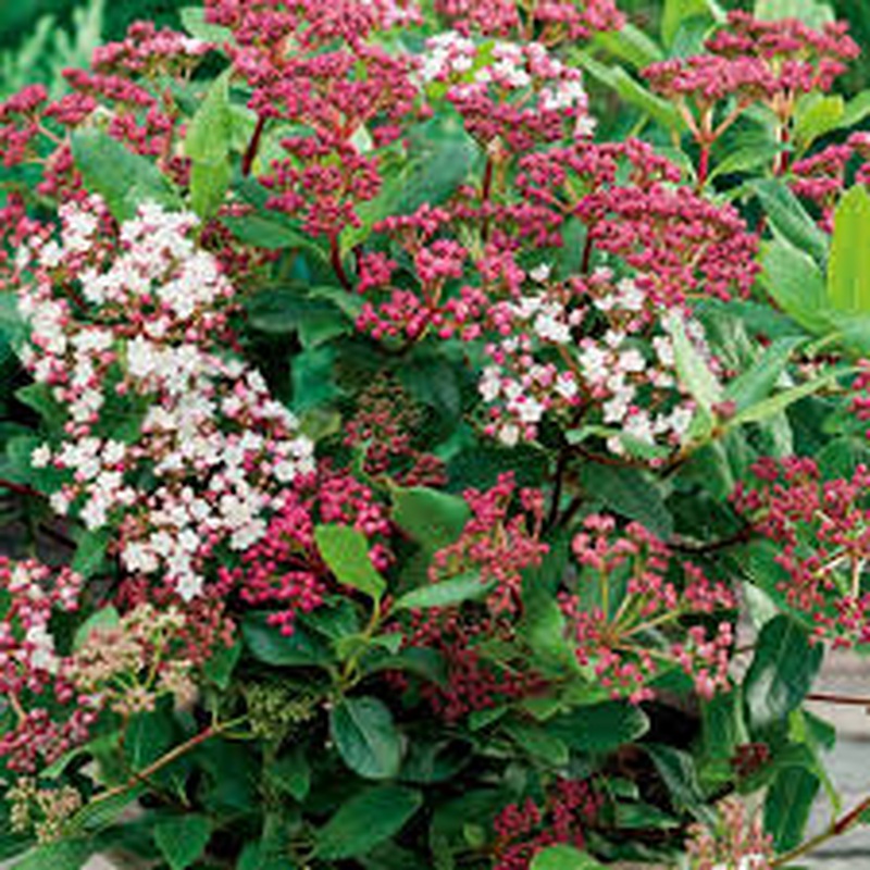 Viburnum tinus  Ladybird  / 4.5 Ltr pot