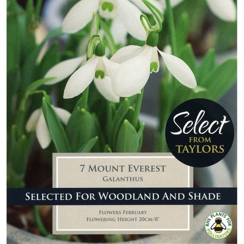 7 GALANTHUS MOUNT EVEREST    SELECT