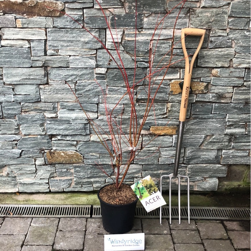 ACER PALMATUM SANGO KAKU
