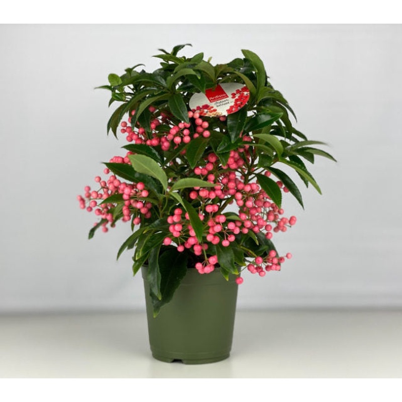 Ardisia crenata pink  P14 (grade 4)