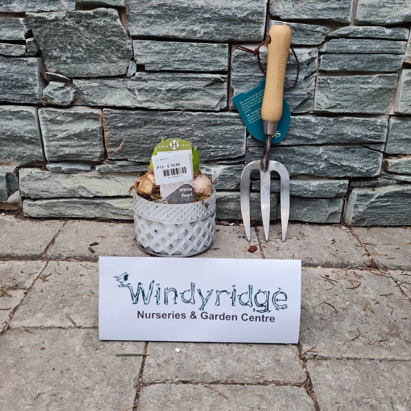 Arr. christmas Hyacint in glaspot with Moss 3pp