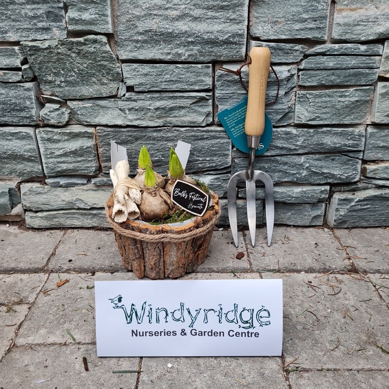 Arr. Hyacinthus Natural bark pot 17cm