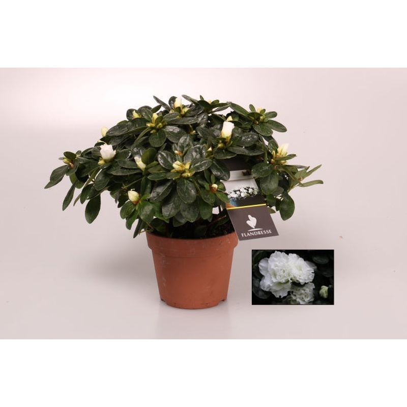 Azalea simsii white  P16