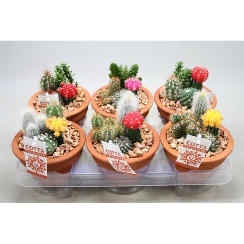 Cactus arrangement nr 952  P13
