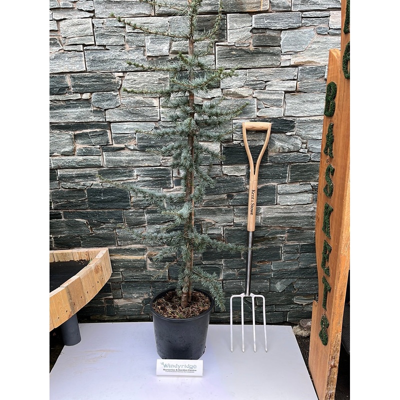 Cedrus libani Glauca P30