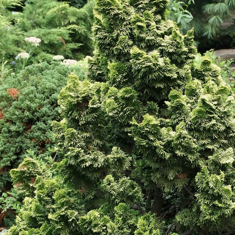 Chamaecyparis obt. Nana Gracilis