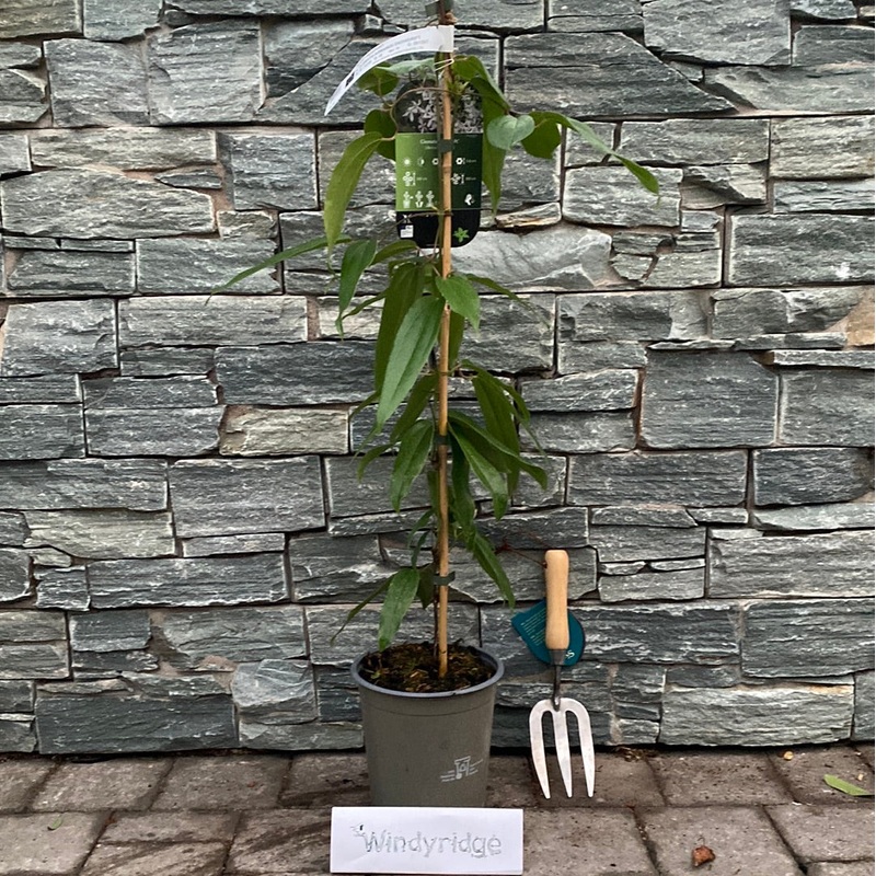 CLEMATIS ARMANDII SNOWDRIFT