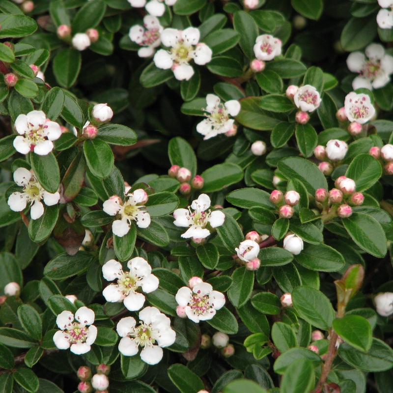 COTONEASTER dammeri