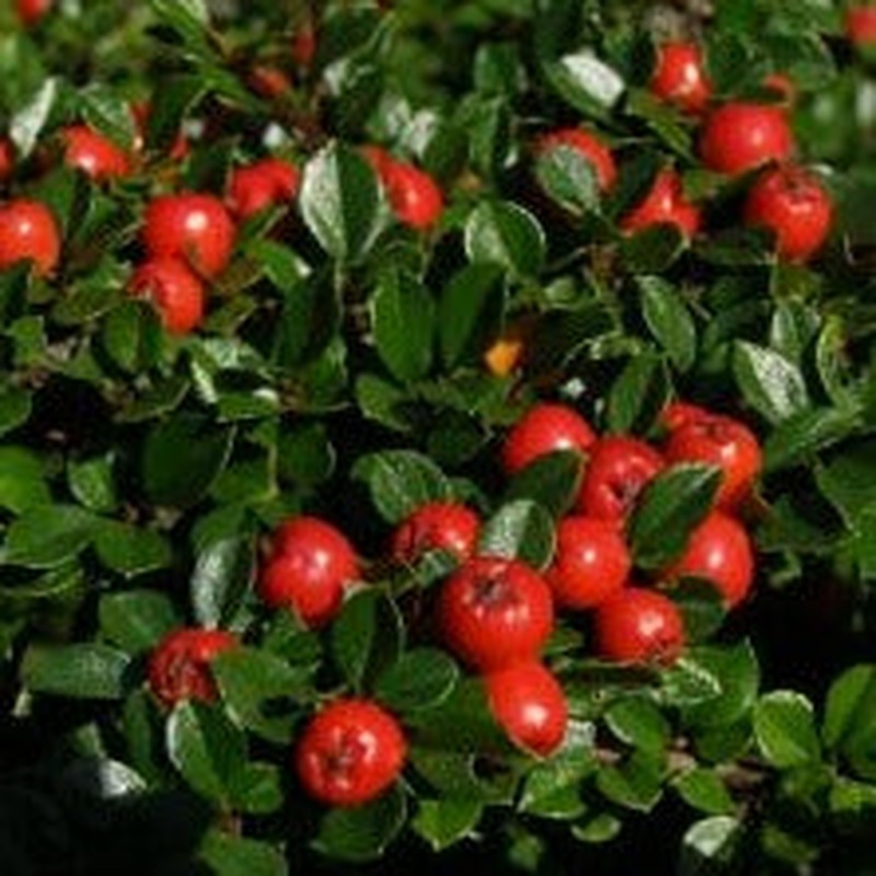 COTONEASTER HORIZONTALIS